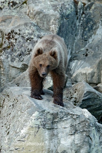 Medvěd hnědý (Ursus arctos), Medvěd hnědý (Ursus arctos) Brown Bear, Autor: Ondřej Prosický | NaturePhoto.cz, Model: Canon EOS-1D X, Objektiv: EF400mm f/2.8L IS II USM +2x III, Ohnisková vzdálenost (EQ35mm): 800 mm, stativ Gitzo, Clona: 6.3, Doba expozice: 1/160 s, ISO: 2000, Kompenzace expozice: -2/3, Blesk: Ne, 7. června 2014 21:20:29, Kuhmo, Oulu (Finsko) 