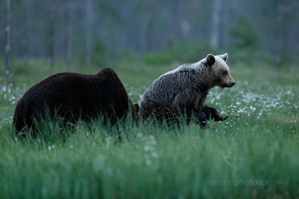 Medvěd hnědý (Ursus arctos), Medvěd hnědý (Ursus arctos) Brown Bear, Autor: Ondřej Prosický | NaturePhoto.cz, Model: Canon EOS-1D X, Objektiv: EF400mm f/2.8L IS II USM, Ohnisková vzdálenost (EQ35mm): 400 mm, stativ Gitzo, Clona: 3.2, Doba expozice: 1/160 s, ISO: 5000, Kompenzace expozice: -1, Blesk: Ne, 9. června 2014 22:23:31, Kuhmo, Oulu (Finsko) 