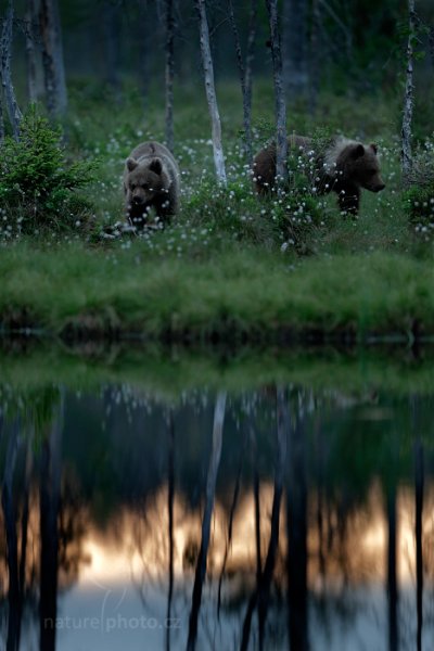 Medvěd hnědý (Ursus arctos), Medvěd hnědý (Ursus arctos) Brown Bear, Autor: Ondřej Prosický | NaturePhoto.cz, Model: Canon EOS 5D Mark II, Ohnisková vzdálenost (EQ35mm): 160 mm, stativ Gitzo, Clona: 5.0, Doba expozice: 1/8 s, ISO: 2000, Kompenzace expozice: -1/3, Blesk: Ne, 8. června 2014 1:11:46, Kuhmo, Oulu (Finsko) 