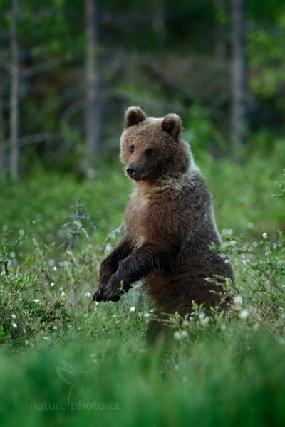 Medvěd hnědý (Ursus arctos), Medvěd hnědý (Ursus arctos) Brown Bear, Autor: Ondřej Prosický | NaturePhoto.cz, Model: Canon EOS-1D X, Objektiv: EF400mm f/2.8L IS II USM, Ohnisková vzdálenost (EQ35mm): 400 mm, stativ Gitzo, Clona: 3.5, Doba expozice: 1/80 s, ISO: 2000, Kompenzace expozice: -1, Blesk: Ne, 8. června 2014 1:09:58, Kuhmo, Oulu (Finsko) 