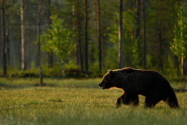 Medvěd hnědý (Ursus arctos), Medvěd hnědý (Ursus arctos) Brown Bear, Autor: Ondřej Prosický | NaturePhoto.cz, Model: Canon EOS-1D X, Objektiv: EF400mm f/2.8L IS II USM, Ohnisková vzdálenost (EQ35mm): 400 mm, stativ Gitzo, Clona: 4.0, Doba expozice: 1/1250 s, ISO: 640, Kompenzace expozice: -2/3, Blesk: Ne, 7. června 2014 3:28:48, Kuhmo, Oulu (Finsko) 