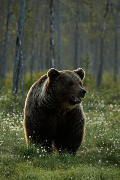 Medvěd hnědý (Ursus arctos), Medvěd hnědý (Ursus arctos) Brown Bear, Autor: Ondřej Prosický | NaturePhoto.cz, Model: Canon EOS-1D X, Objektiv: EF400mm f/2.8L IS II USM, Ohnisková vzdálenost (EQ35mm): 400 mm, stativ Gitzo, Clona: 10, Doba expozice: 1/200 s, ISO: 3200, Kompenzace expozice: -2/3, Blesk: Ne, 7. června 2014 3:30:07, Kuhmo, Oulu (Finsko) 