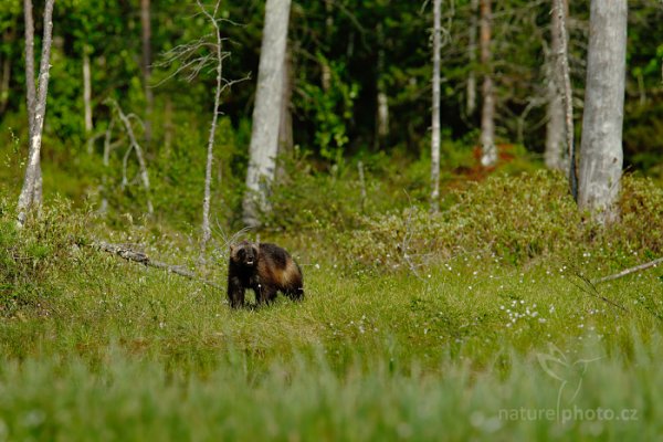 Rosomák sibiřský (Gulo gulo), Rosomák sibiřský (Gulo gulo) Wolverine, Autor: Ondřej Prosický | NaturePhoto.cz, Model: Canon EOS-1D X, Objektiv: EF400mm f/2.8L IS II USM +1.4x, Ohnisková vzdálenost (EQ35mm): 560 mm, stativ Gitzo, Clona: 5.0, Doba expozice: 1/800 s, ISO: 100, Kompenzace expozice: -1, Blesk: Ne, 6. června 2014 17:02:41, Oulu (Finsko) 