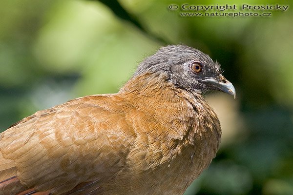 Čačalaka hnědokřídlá (Ortalis vetula), Čačalaka hnědokřídlá (Ortalis vetula), Plain Chachalaca, Autor: Ondřej Prosický, Model aparátu: Canon EOS 20D, Objektiv: Canon EF 400mm f/5.6 L USM, stativ Gitzo G1227 + kulová hlava G1377M, Režim měření expozice: Vzorek, Clona: 8.00, Doba expozice: 1/250 s, ISO: 200, Vyvážení expozice: -0.67, Blesk: Ano, Vytvořeno: 10. prosince 2005 13:46:00, La Garita Alajuela (Kostarika) 