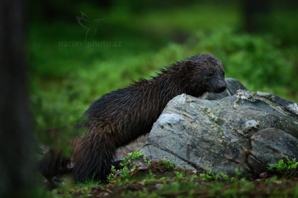 Rosomák sibiřský (Gulo gulo), Rosomák sibiřský (Gulo gulo) Wolverine, Autor: Ondřej Prosický | NaturePhoto.cz, Model: Canon EOS-1D X, Objektiv: EF400mm f/2.8L IS II USM, Ohnisková vzdálenost (EQ35mm): 400 mm, stativ Gitzo, Clona: 4.0, Doba expozice: 1/250 s, ISO: 6400, Kompenzace expozice: -1 1/3, Blesk: Ne, 9. června 2014 2:25:43, Oulu (Finsko) 