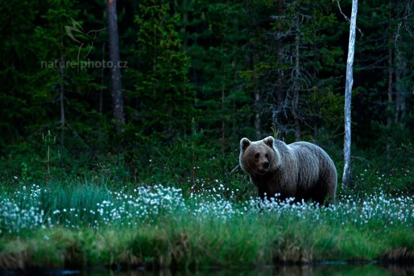 Medvěd hnědý (Ursus arctos), Medvěd hnědý (Ursus arctos) Brown Bear, Autor: Ondřej Prosický | NaturePhoto.cz, Model: Canon EOS-1D X, Objektiv: EF400mm f/2.8L IS II USM, Ohnisková vzdálenost (EQ35mm): 400 mm, stativ Gitzo, Clona: 2.8, Doba expozice: 1/200 s, ISO: 4000, Kompenzace expozice: -2/3, Blesk: Ne, 7. června 2014 0:24:07, Kuhmo, Oulu (Finsko) 