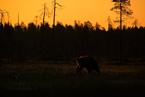 Medvěd hnědý (Ursus arctos), Medvěd hnědý (Ursus arctos) Brown Bear, Autor: Ondřej Prosický | NaturePhoto.cz, Model: Canon EOS 5D Mark II, Ohnisková vzdálenost (EQ35mm): 200 mm, stativ Gitzo, Clona: 5.0, Doba expozice: 1/6400 s, ISO: 3200, Kompenzace expozice: -2, Blesk: Ne, 7. června 2014 3:32:11, Kuhmo, Oulu (Finsko) 