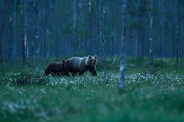 Medvěd hnědý (Ursus arctos), Medvěd hnědý (Ursus arctos) Brown Bear, Autor: Ondřej Prosický | NaturePhoto.cz, Model: Canon EOS-1D X, Objektiv: EF400mm f/2.8L IS II USM, Ohnisková vzdálenost (EQ35mm): 400 mm, stativ Gitzo, Clona: 3.5, Doba expozice: 1/125 s, ISO: 4000, Kompenzace expozice: -2/3, Blesk: Ne, 7. června 2014 0:23:59, Kuhmo, Oulu (Finsko) 