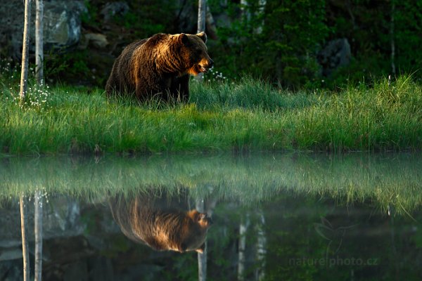 Medvěd hnědý (Ursus arctos), Medvěd hnědý (Ursus arctos) Brown Bear, Autor: Ondřej Prosický | NaturePhoto.cz, Model: Canon EOS-1D X, Objektiv: EF400mm f/2.8L IS II USM, Ohnisková vzdálenost (EQ35mm): 400 mm, stativ Gitzo, Clona: 3.5, Doba expozice: 1/1600 s, ISO: 1250, Kompenzace expozice: -2/3, Blesk: Ne, 7. června 2014 3:27:13, Kuhmo, Oulu (Finsko) 