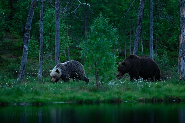 Medvěd hnědý (Ursus arctos), Medvěd hnědý (Ursus arctos) Brown Bear, Autor: Ondřej Prosický | NaturePhoto.cz, Model: Canon EOS-1D X, Objektiv: EF400mm f/2.8L IS II USM, Ohnisková vzdálenost (EQ35mm): 400 mm, stativ Gitzo, Clona: 3.2, Doba expozice: 1/160 s, ISO: 5000, Kompenzace expozice: -1, Blesk: Ne, 9. června 2014 22:23:31, Kuhmo, Oulu (Finsko) 