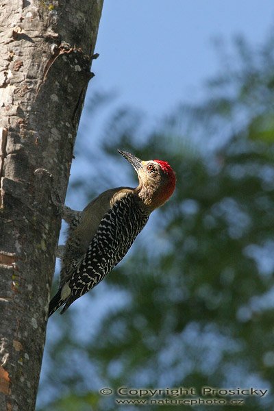Datel Hoffmannův (Melanerpes hoffmanni), Datel Hoffmannův (Melanerpes hoffmannii), Hoffmann´s Woodpecker, Autor: Ondřej Prosický, Model aparátu: Canon EOS 20D, Objektiv: Canon EF 400mm f/5.6 L USM, stativ Gitzo G1227 + kulová hlava G1377M, Režim měření expozice: Vzorek, Clona: 8.00, Doba expozice: 1/250 s, ISO: 200, Vyvážení expozice: -0.67, Blesk: Ano, Vytvořeno: 10. prosince 2005 14:46:00, La Garita, Alajuela (Kostarika) 