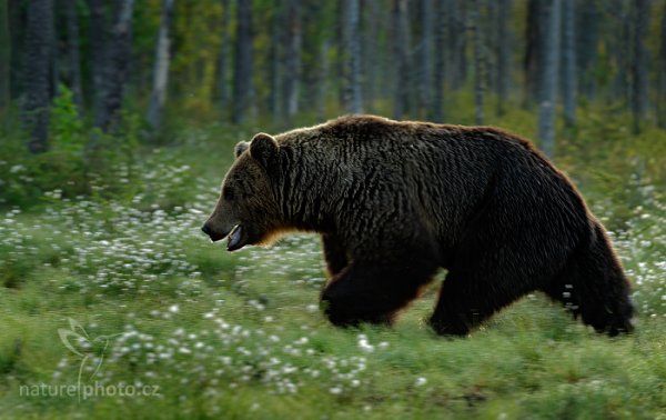 Medvěd hnědý (Ursus arctos), Medvěd hnědý (Ursus arctos) Brown Bear, Autor: Ondřej Prosický | NaturePhoto.cz, Model: Canon EOS-1D X, Objektiv: EF400mm f/2.8L IS II USM, Ohnisková vzdálenost (EQ35mm): 400 mm, stativ Gitzo, Clona: 10, Doba expozice: 1/60 s, ISO: 640, Kompenzace expozice: -2/3, Blesk: Ne, 7. června 2014 3:29:20, Kuhmo, Oulu (Finsko) 