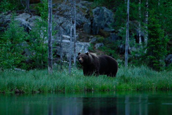 Medvěd hnědý (Ursus arctos), Medvěd hnědý (Ursus arctos) Brown Bear, Autor: Ondřej Prosický | NaturePhoto.cz, Model: Canon EOS-1D X, Objektiv: EF400mm f/2.8L IS II USM, Ohnisková vzdálenost (EQ35mm): 400 mm, stativ Gitzo, Clona: 2.8, Doba expozice: 1/200 s, ISO: 5000, Kompenzace expozice: -1, Blesk: Ne, 9. června 2014 22:21:32, Kuhmo, Oulu (Finsko) 