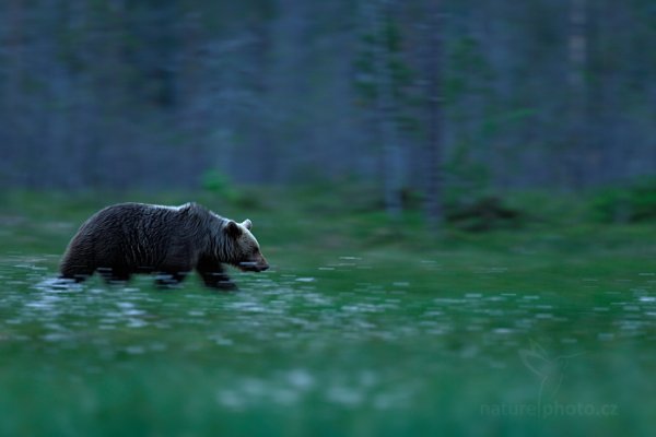 Medvěd hnědý (Ursus arctos), Medvěd hnědý (Ursus arctos) Brown Bear, Autor: Ondřej Prosický | NaturePhoto.cz, Model: Canon EOS-1D X, Objektiv: EF400mm f/2.8L IS II USM, Ohnisková vzdálenost (EQ35mm): 400 mm, stativ Gitzo, Clona: 3.5, Doba expozice: 1/8 s, ISO: 200, Kompenzace expozice: -1, Blesk: Ne, 9. června 2014 22:13:31, Kuhmo, Oulu (Finsko) 