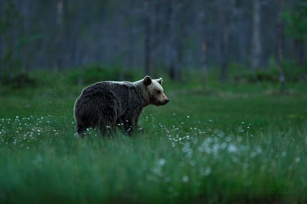 Medvěd hnědý (Ursus arctos), Medvěd hnědý (Ursus arctos) Brown Bear, Autor: Ondřej Prosický | NaturePhoto.cz, Model: Canon EOS-1D X, Objektiv: EF400mm f/2.8L IS II USM, Ohnisková vzdálenost (EQ35mm): 400 mm, stativ Gitzo, Clona: 3.2, Doba expozice: 1/200 s, ISO: 2000, Kompenzace expozice: -1, Blesk: Ne, 9. června 2014 21:50:58, Kuhmo, Oulu (Finsko) 