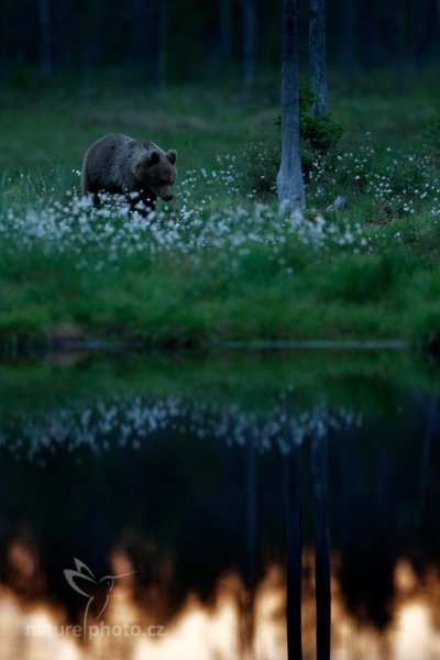 Medvěd hnědý (Ursus arctos), Medvěd hnědý (Ursus arctos) Brown Bear, Autor: Ondřej Prosický | NaturePhoto.cz, Model: Canon EOS 5D Mark II, Ohnisková vzdálenost (EQ35mm): 160 mm, stativ Gitzo, Clona: 5.0, Doba expozice: 1/8 s, ISO: 2000, Kompenzace expozice: -1/3, Blesk: Ne, 8. června 2014 1:11:46, Kuhmo, Oulu (Finsko) 