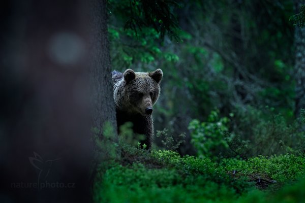 Medvěd hnědý (Ursus arctos), Medvěd hnědý (Ursus arctos) Brown Bear, Autor: Ondřej Prosický | NaturePhoto.cz, Model: Canon EOS-1D X, Objektiv: EF400mm f/2.8L IS II USM, Ohnisková vzdálenost (EQ35mm): 400 mm, stativ Gitzo, Clona: 4.0, Doba expozice: 1/20 s, ISO: 1250, Kompenzace expozice: -2/3, Blesk: Ne, 8. června 2014 20:20:37, Kuhmo, Oulu (Finsko) 