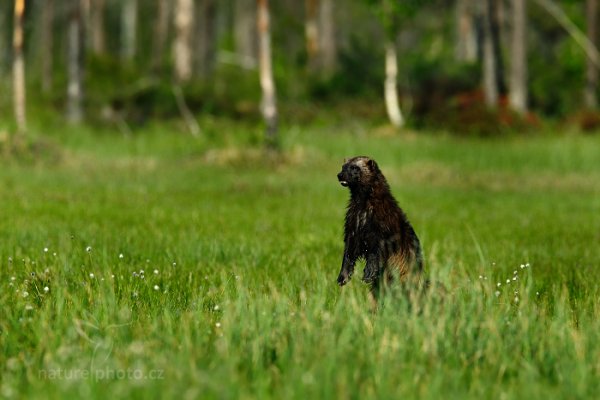 Rosomák sibiřský (Gulo gulo), Rosomák sibiřský (Gulo gulo) Wolverine, Autor: Ondřej Prosický | NaturePhoto.cz, Model: Canon EOS-1D X, Objektiv: EF400mm f/2.8L IS II USM +1.4x, Ohnisková vzdálenost (EQ35mm): 560 mm, stativ Gitzo, Clona: 7.1, Doba expozice: 1/3200 s, ISO: 800, Kompenzace expozice: -1, Blesk: Ne, 6. června 2014 17:39:52, Oulu (Finsko)