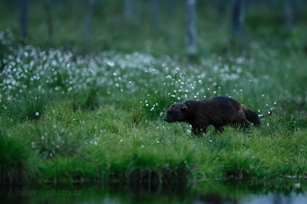 Rosomák sibiřský (Gulo gulo), Rosomák sibiřský (Gulo gulo) Wolverine, Autor: Ondřej Prosický | NaturePhoto.cz, Model: Canon EOS-1D X, Objektiv: EF400mm f/2.8L IS II USM, Ohnisková vzdálenost (EQ35mm): 400 mm, stativ Gitzo, Clona: 3.2, Doba expozice: 1/125 s, ISO: 5000, Kompenzace expozice: -1, Blesk: Ne, 9. června 2014 22:49:36, Oulu (Finsko) 