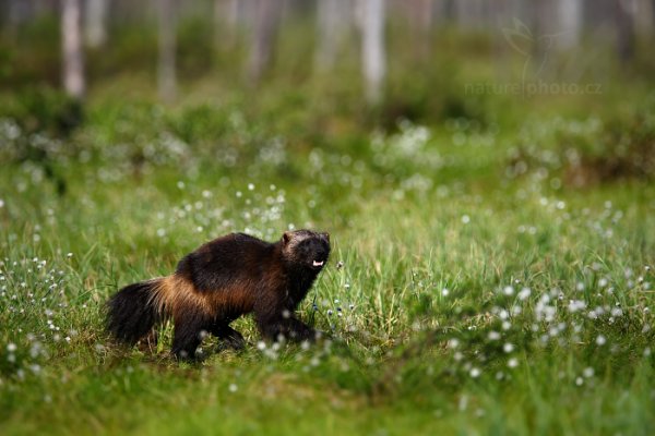 Rosomák sibiřský (Gulo gulo), Rosomák sibiřský (Gulo gulo) Wolverine, Autor: Ondřej Prosický | NaturePhoto.cz, Model: Canon EOS-1D X, Objektiv: EF400mm f/2.8L IS II USM +1.4x, Ohnisková vzdálenost (EQ35mm): 560 mm, stativ Gitzo, Clona: 5.0, Doba expozice: 1/800 s, ISO: 100, Kompenzace expozice: -1, Blesk: Ne, 6. června 2014 17:02:41, Oulu (Finsko) 