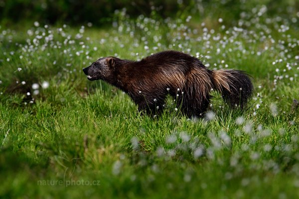 Rosomák sibiřský (Gulo gulo), Rosomák sibiřský (Gulo gulo) Wolverine, Autor: Ondřej Prosický | NaturePhoto.cz, Model: Canon EOS-1D X, Objektiv: EF400mm f/2.8L IS II USM +1.4x, Ohnisková vzdálenost (EQ35mm): 560 mm, stativ Gitzo, Clona: 7.1, Doba expozice: 1/2000 s, ISO: 800, Kompenzace expozice: -1, Blesk: Ne, 6. června 2014 17:40:20, Oulu (Finsko) 