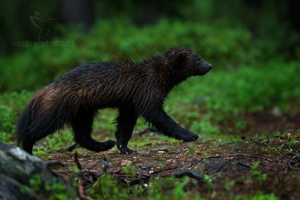 Rosomák sibiřský (Gulo gulo), Rosomák sibiřský (Gulo gulo) Wolverine, Autor: Ondřej Prosický | NaturePhoto.cz, Model: Canon EOS-1D X, Objektiv: EF400mm f/2.8L IS II USM, Ohnisková vzdálenost (EQ35mm): 400 mm, stativ Gitzo, Clona: 4.0, Doba expozice: 1/250 s, ISO: 6400, Kompenzace expozice: -1 1/3, Blesk: Ne, 9. června 2014 2:25:43, Oulu (Finsko) 