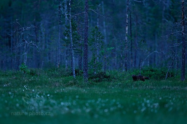 Rosomák sibiřský (Gulo gulo), Rosomák sibiřský (Gulo gulo) Wolverine, Autor: Ondřej Prosický | NaturePhoto.cz, Model: Canon EOS-1D X, Objektiv: EF400mm f/2.8L IS II USM, Ohnisková vzdálenost (EQ35mm): 400 mm, stativ Gitzo, Clona: 3.2, Doba expozice: 1/100 s, ISO: 5000, Kompenzace expozice: -1, Blesk: Ne, 9. června 2014 22:44:42, Oulu (Finsko) 