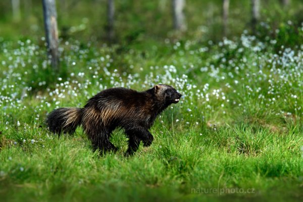 Rosomák sibiřský (Gulo gulo), Rosomák sibiřský (Gulo gulo) Wolverine, Autor: Ondřej Prosický | NaturePhoto.cz, Model: Canon EOS-1D X, Objektiv: EF400mm f/2.8L IS II USM +1.4x, Ohnisková vzdálenost (EQ35mm): 560 mm, stativ Gitzo, Clona: 7.1, Doba expozice: 1/2000 s, ISO: 800, Kompenzace expozice: -1, Blesk: Ne, 6. června 2014 17:40:19, Oulu (Finsko) 