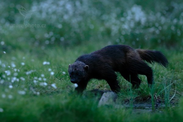 Rosomák sibiřský (Gulo gulo), Rosomák sibiřský (Gulo gulo) Wolverine, Autor: Ondřej Prosický | NaturePhoto.cz, Model: Canon EOS-1D X, Objektiv: EF400mm f/2.8L IS II USM, Ohnisková vzdálenost (EQ35mm): 400 mm, stativ Gitzo, Clona: 3.2, Doba expozice: 1/125 s, ISO: 5000, Kompenzace expozice: -1, Blesk: Ne, 9. června 2014 22:49:40, Oulu (Finsko) 