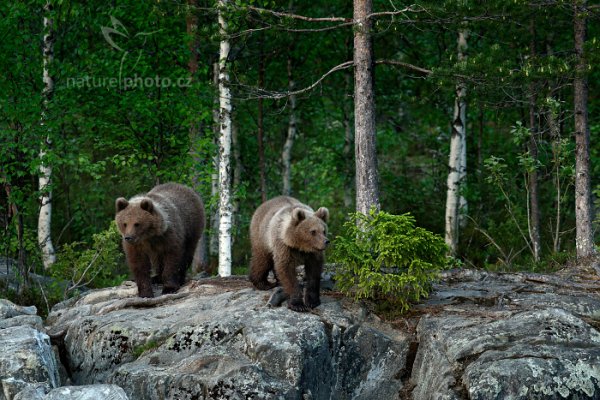 Medvěd hnědý (Ursus arctos), Medvěd hnědý (Ursus arctos) Brown Bear, Autor: Ondřej Prosický | NaturePhoto.cz, Model: Canon EOS-1D X, Objektiv: EF400mm f/2.8L IS II USM, Ohnisková vzdálenost (EQ35mm): 400 mm, stativ Gitzo, Clona: 6.3, Doba expozice: 1/200 s, ISO: 2000, Kompenzace expozice: -2/3, Blesk: Ne, 7. června 2014 21:21:28, Kuhmo, Oulu (Finsko) 