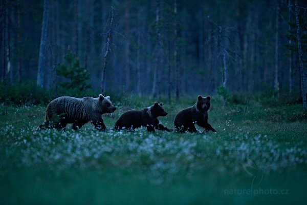 Medvěd hnědý (Ursus arctos), Medvěd hnědý (Ursus arctos) Brown Bear, Autor: Ondřej Prosický | NaturePhoto.cz, Model: Canon EOS-1D X, Objektiv: EF400mm f/2.8L IS II USM, Ohnisková vzdálenost (EQ35mm): 400 mm, stativ Gitzo, Clona: 2.8, Doba expozice: 1/200 s, ISO: 4000, Kompenzace expozice: -2/3, Blesk: Ne, 7. června 2014 0:24:07, Kuhmo, Oulu (Finsko) 