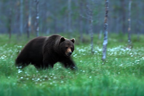 Medvěd hnědý (Ursus arctos), Medvěd hnědý (Ursus arctos) Brown Bear, Autor: Ondřej Prosický | NaturePhoto.cz, Model: Canon EOS-1D X, Objektiv: EF400mm f/2.8L IS II USM, Ohnisková vzdálenost (EQ35mm): 400 mm, stativ Gitzo, Clona: 3.5, Doba expozice: 1/8 s, ISO: 200, Kompenzace expozice: -1, Blesk: Ne, 9. června 2014 22:13:37, Kuhmo, Oulu (Finsko)  