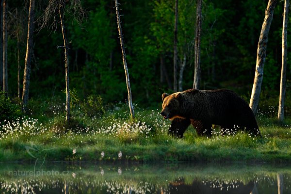 Medvěd hnědý (Ursus arctos), Medvěd hnědý (Ursus arctos) Brown Bear, Autor: Ondřej Prosický | NaturePhoto.cz, Model: Canon EOS-1D X, Objektiv: EF400mm f/2.8L IS II USM, Ohnisková vzdálenost (EQ35mm): 400 mm, stativ Gitzo, Clona: 3.2, Doba expozice: 1/2500 s, ISO: 1250, Kompenzace expozice: -2/3, Blesk: Ne, 7. června 2014 3:27:40, Kuhmo, Oulu (Finsko)