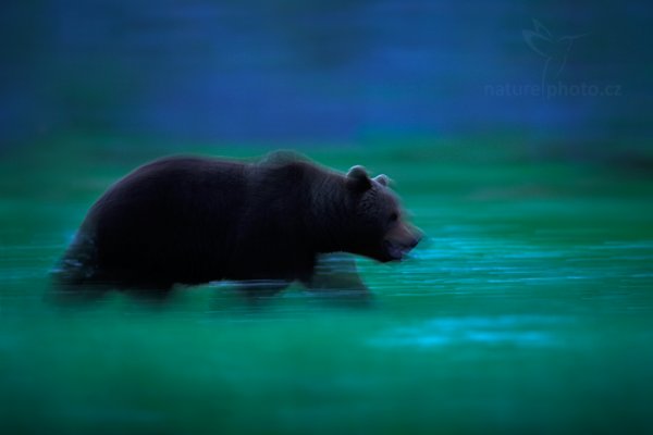 Medvěd hnědý (Ursus arctos), Medvěd hnědý (Ursus arctos) Brown Bear, Autor: Ondřej Prosický | NaturePhoto.cz, Model: Canon EOS-1D X, Objektiv: EF400mm f/2.8L IS II USM, Ohnisková vzdálenost (EQ35mm): 400 mm, stativ Gitzo, Clona: 3.5, Doba expozice: 0.5 s, ISO: 100, Kompenzace expozice: -1, Blesk: Ne, 9. června 2014 22:13:58, Kuhmo, Oulu (Finsko) 