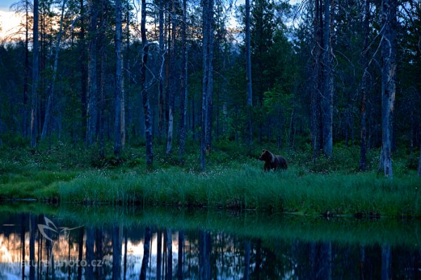 Medvěd hnědý (Ursus arctos), Medvěd hnědý (Ursus arctos) Brown Bear, Autor: Ondřej Prosický | NaturePhoto.cz, Model: Canon EOS 5D Mark II, Ohnisková vzdálenost (EQ35mm): 160 mm, stativ Gitzo, Clona: 5.0, Doba expozice: 1/8 s, ISO: 2000, Kompenzace expozice: -1/3, Blesk: Ne, 8. června 2014 1:11:46, Kuhmo, Oulu (Finsko) 