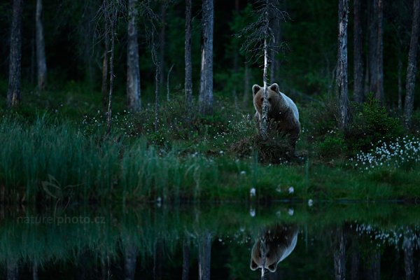 Medvěd hnědý (Ursus arctos), Medvěd hnědý (Ursus arctos) Brown Bear, Autor: Ondřej Prosický | NaturePhoto.cz, Model: Canon EOS-1D X, Objektiv: EF400mm f/2.8L IS II USM, Ohnisková vzdálenost (EQ35mm): 400 mm, stativ Gitzo, Clona: 3.2, Doba expozice: 1/1250 s, ISO: 5000, Kompenzace expozice: -1 2/3, Blesk: Ne, 6. června 2014 22:28:19, Kuhmo, Oulu (Finsko) 