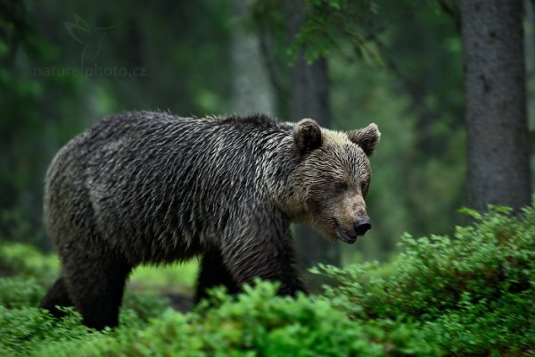 Medvěd hnědý (Ursus arctos), Medvěd hnědý (Ursus arctos) Brown Bear, Autor: Ondřej Prosický | NaturePhoto.cz, Model: Canon EOS-1D X, Objektiv: EF400mm f/2.8L IS II USM, Ohnisková vzdálenost (EQ35mm): 400 mm, stativ Gitzo, Clona: 4.0, Doba expozice: 1/50 s, ISO: 2500, Kompenzace expozice: -2/3, Blesk: Ne, 8. června 2014 20:20:58, Kuhmo, Oulu (Finsko) 