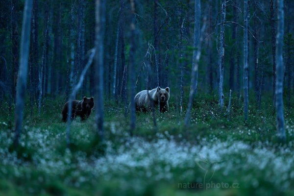 Medvěd hnědý (Ursus arctos), Medvěd hnědý (Ursus arctos) Brown Bear, Autor: Ondřej Prosický | NaturePhoto.cz, Model: Canon EOS-1D X, Objektiv: EF400mm f/2.8L IS II USM, Ohnisková vzdálenost (EQ35mm): 400 mm, stativ Gitzo, Clona: 3.5, Doba expozice: 1/125 s, ISO: 4000, Kompenzace expozice: -2/3, Blesk: Ne, 7. června 2014 0:23:44, Kuhmo, Oulu (Finsko) 