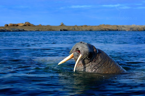 Mrož lední (Odobenus rosmarus) Walrus