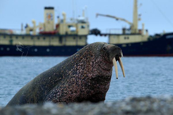 Mrož lední (Odobenus rosmarus) Walrus