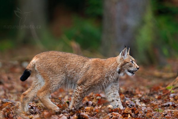 Rys ostrovid (Lynx lynx) Eurasian Lynx