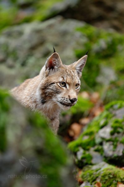 Rys ostrovid (Lynx lynx) Eurasian Lynx