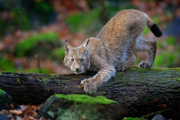 Rys ostrovid (Lynx lynx) Eurasian Lynx