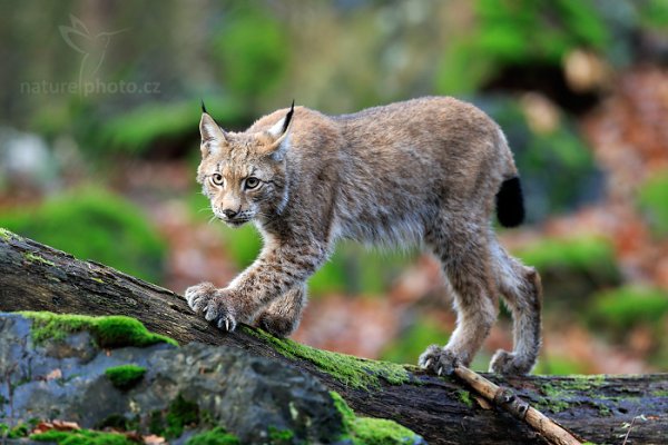 Rys ostrovid (Lynx lynx) Eurasian Lynx