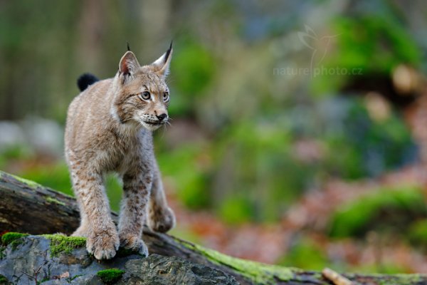 Rys ostrovid (Lynx lynx) Eurasian Lynx