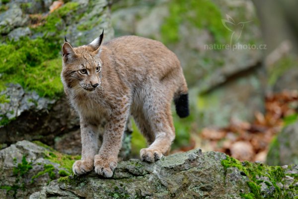 Rys ostrovid (Lynx lynx) Eurasian Lynx