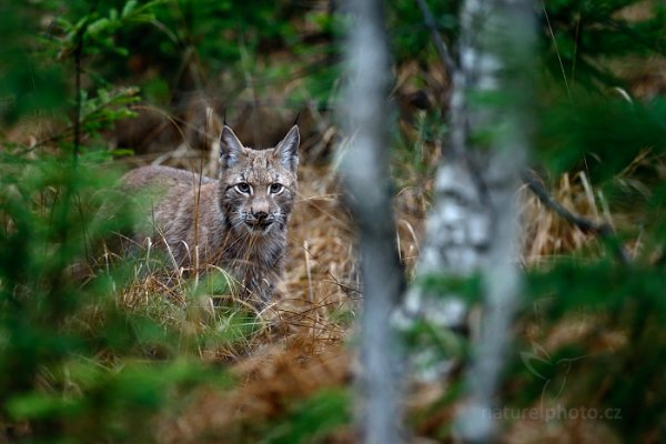 Rys ostrovid (Lynx lynx) Eurasian Lynx, Rys ostrovid (Lynx lynx) Eurasian Lynx, Autor: Ondřej Prosický | NaturePhoto.cz, Model: Canon EOS-1D X, Objektiv: EF400mm f/2.8L IS II USM, Ohnisková vzdálenost (EQ35mm): 400 mm, fotografováno z ruky, Clona: 3.5, Doba expozice: 1/200 s, ISO: 2000, Kompenzace expozice: 0, Blesk: Ne, 7. prosince 2014 10:01:42, Šumava (Česko) 