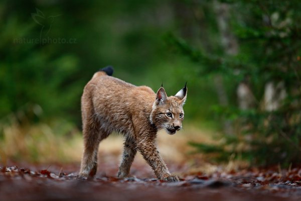 Rys ostrovid (Lynx lynx) Eurasian Lynx, Rys ostrovid (Lynx lynx) Eurasian Lynx, Autor: Ondřej Prosický | NaturePhoto.cz, Model: Canon EOS-1D X, Objektiv: EF400mm f/2.8L IS II USM, Ohnisková vzdálenost (EQ35mm): 400 mm, fotografováno z ruky, Clona: 2.8, Doba expozice: 1/320 s, ISO: 2500, Kompenzace expozice: 0, Blesk: Ne, 7. prosince 2014 10:08:23, Šumava (Česko) 