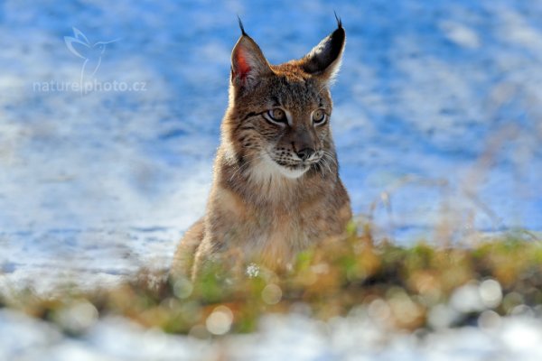 Rys ostrovid (Lynx lynx) Eurasian Lynx