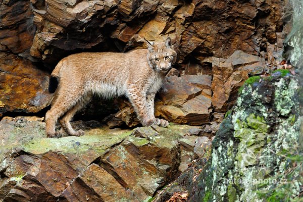 Rys ostrovid (Lynx lynx) Eurasian Lynx